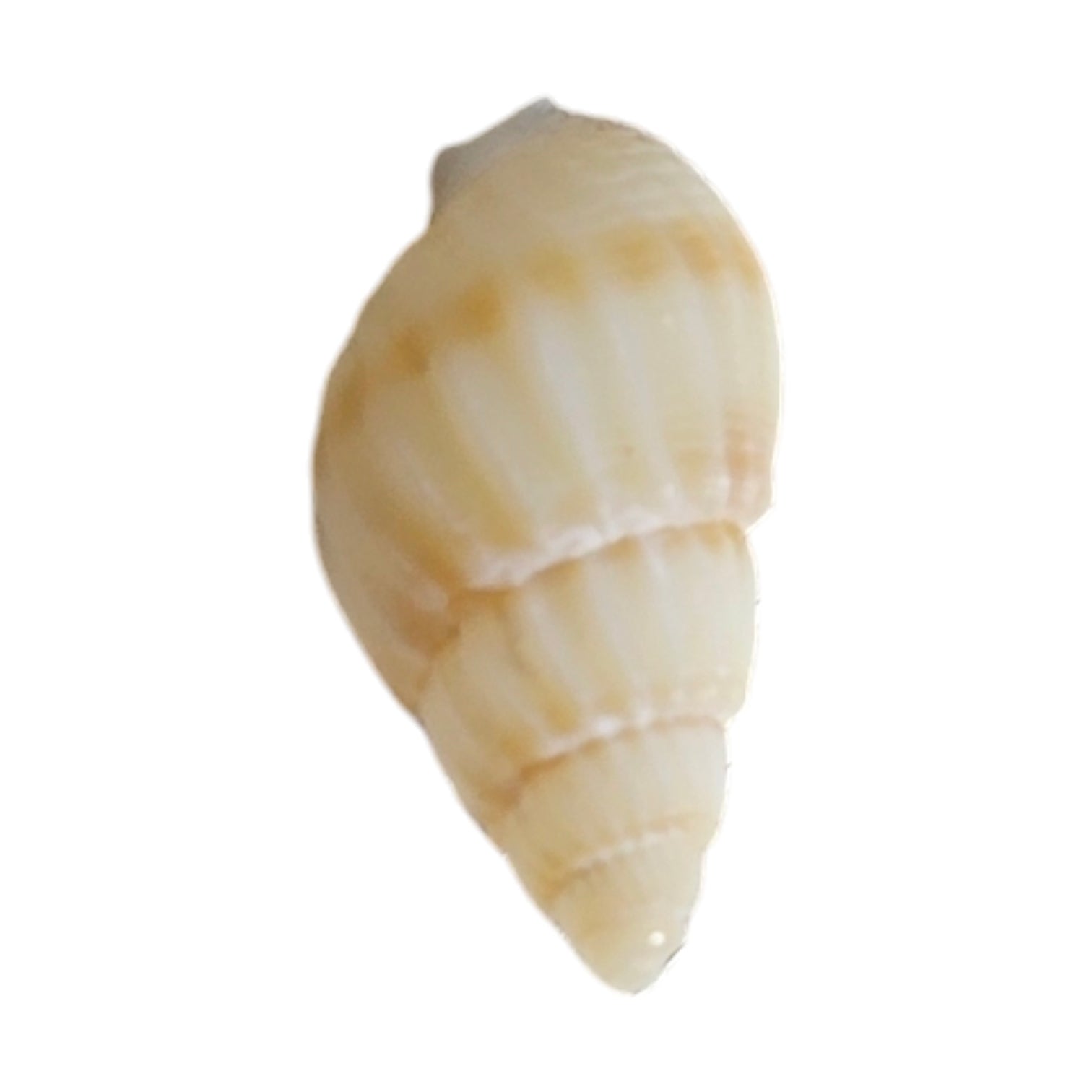 Carusel Decor Unghii Scoici CORALINA