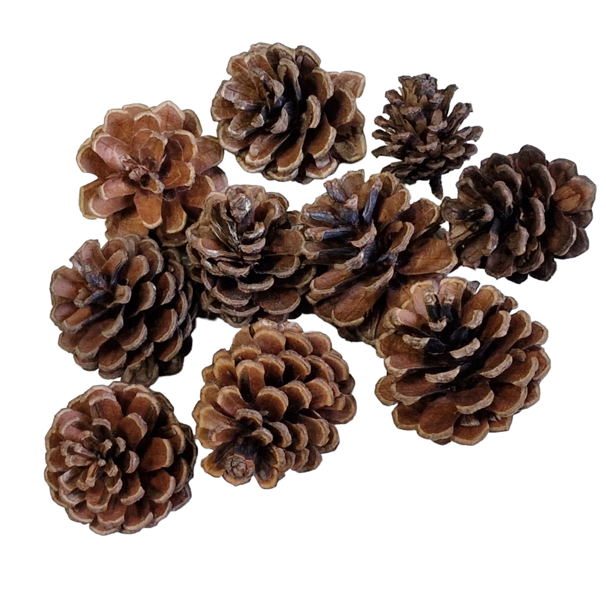 Decor Fundal Photo Con Mijlociu