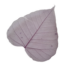 Decor frunză scheletată mov, fundal foto M