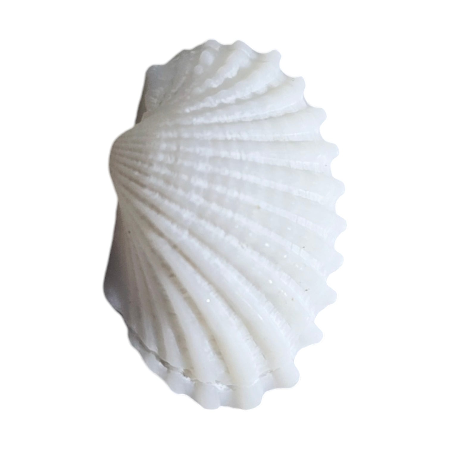 Carusel Decor Unghii Scoici CORALINA