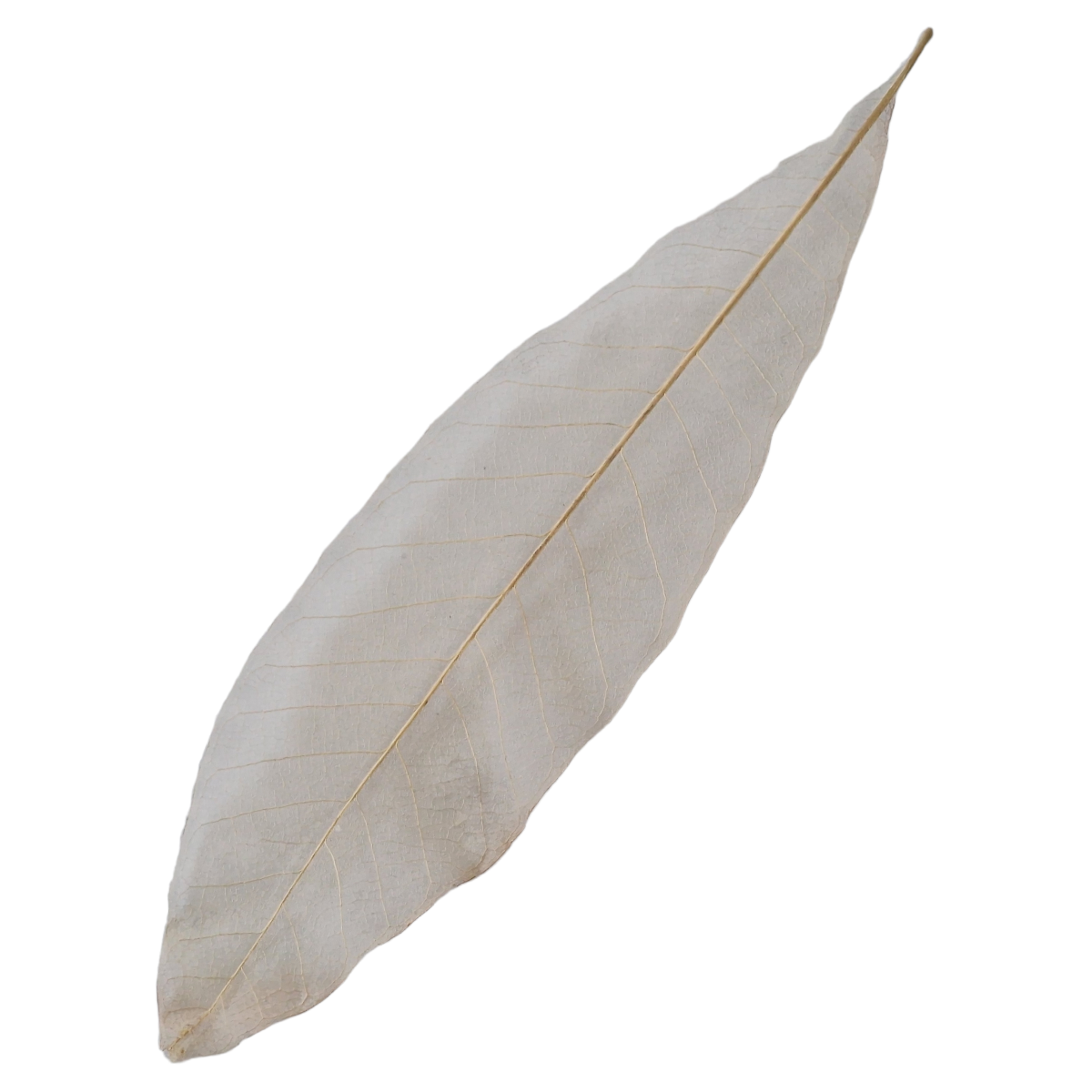 Image of Decor frunza Alb-crem /Fundal Photo AutumnWhite